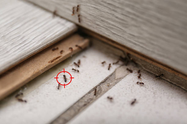 Best Pest Prevention Services  in Bronson, FL