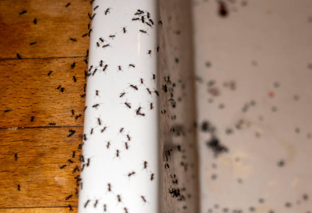 Best Cockroach Control Services  in Bronson, FL