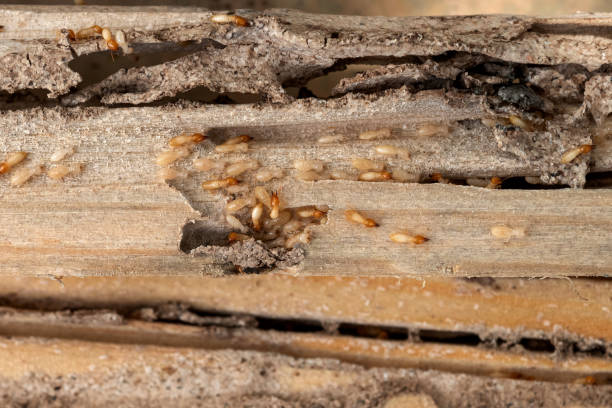 Best Wasp Removal Services  in Bronson, FL